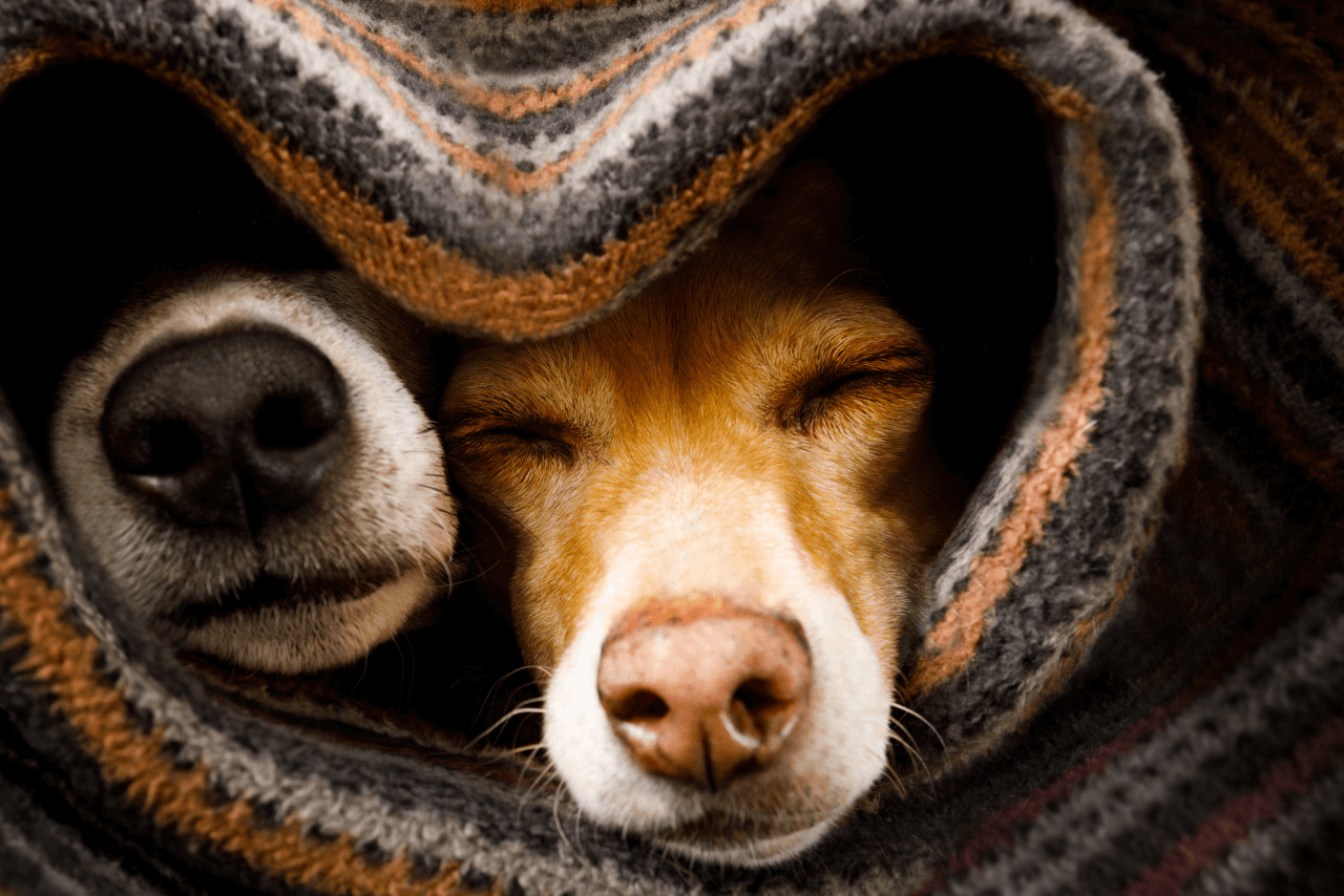 Two dogs laying beside each other and wrapped in a blanket. The edges of the blanket form a heart around the dogs.