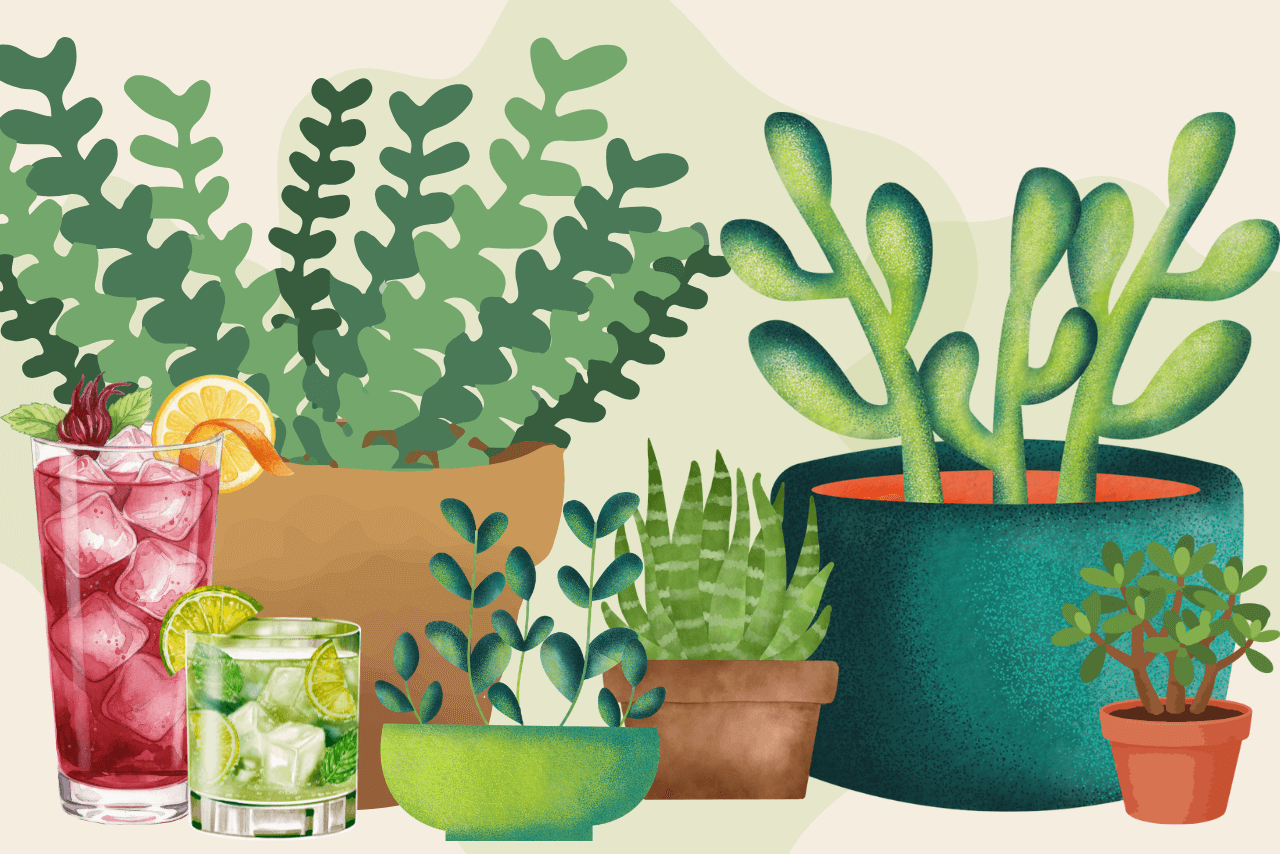 Potted succulents and cocktail drinks. 