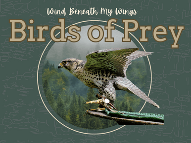 Birds of Prey