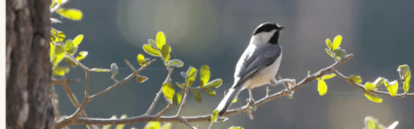A bird on a tree branch. 