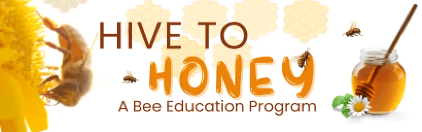 A bee crawling on a honeycomb. Text says Hive to Honey a bee education program. 