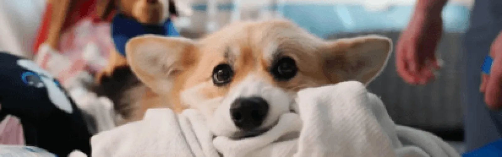 A corgi dog laying its head on a blanket and looking up. 