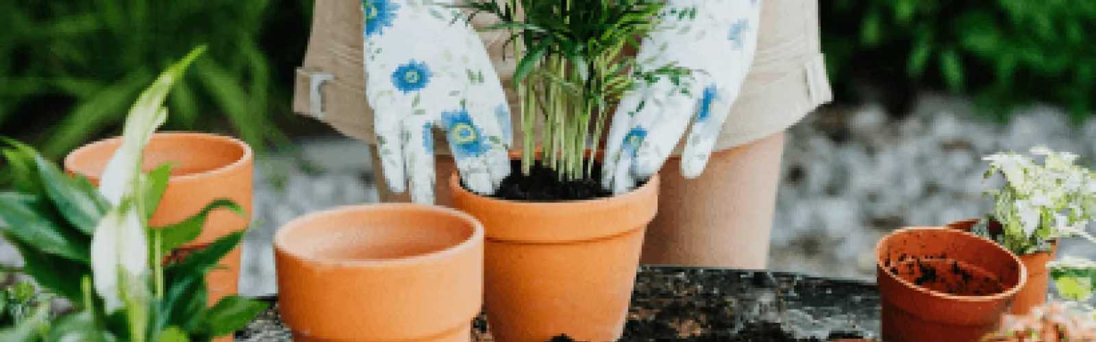 Hands working with plants in pots. 