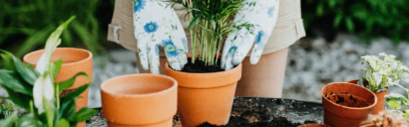 A person potting plants. 