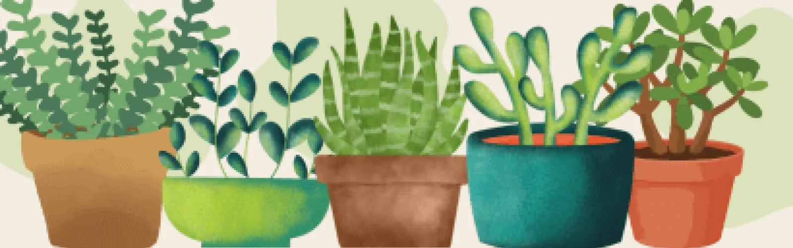 A row of potted succulents. 